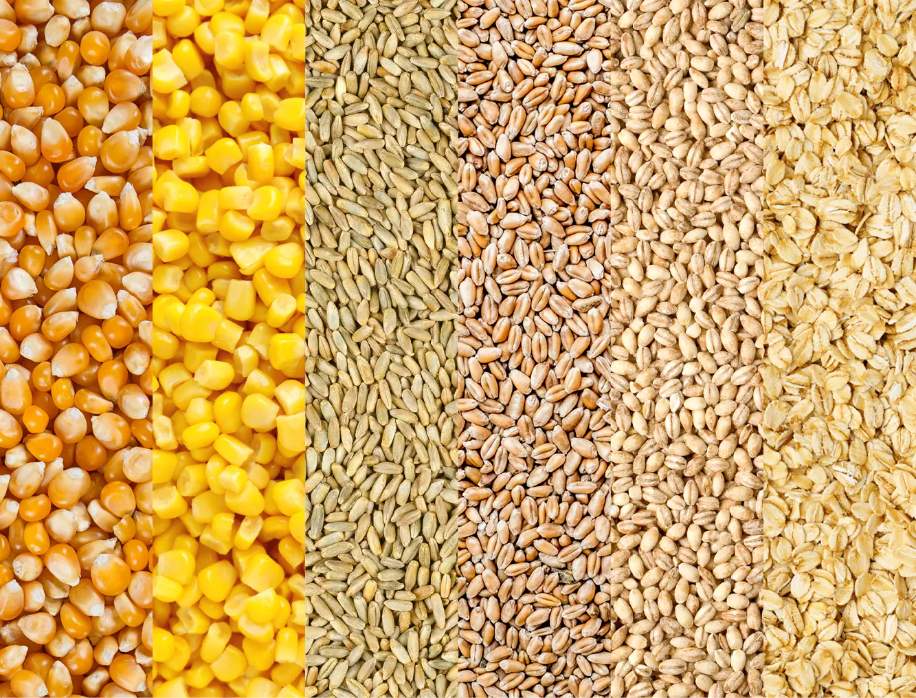 Process all types of grains at low cost such as: dry or wet corn, rye, wheat, barley, and oats