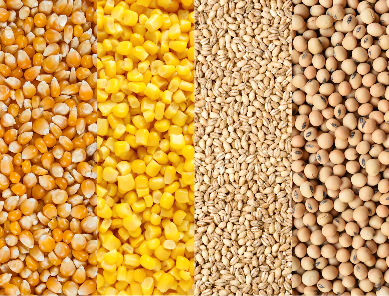 Low-cost processing of dry corn, wet corn, barley, and soybeans